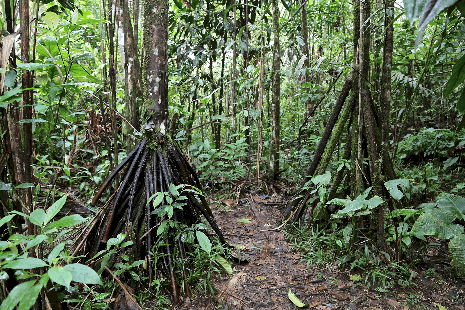 Amazing Creatures Found in the World’s Largest Rainforest