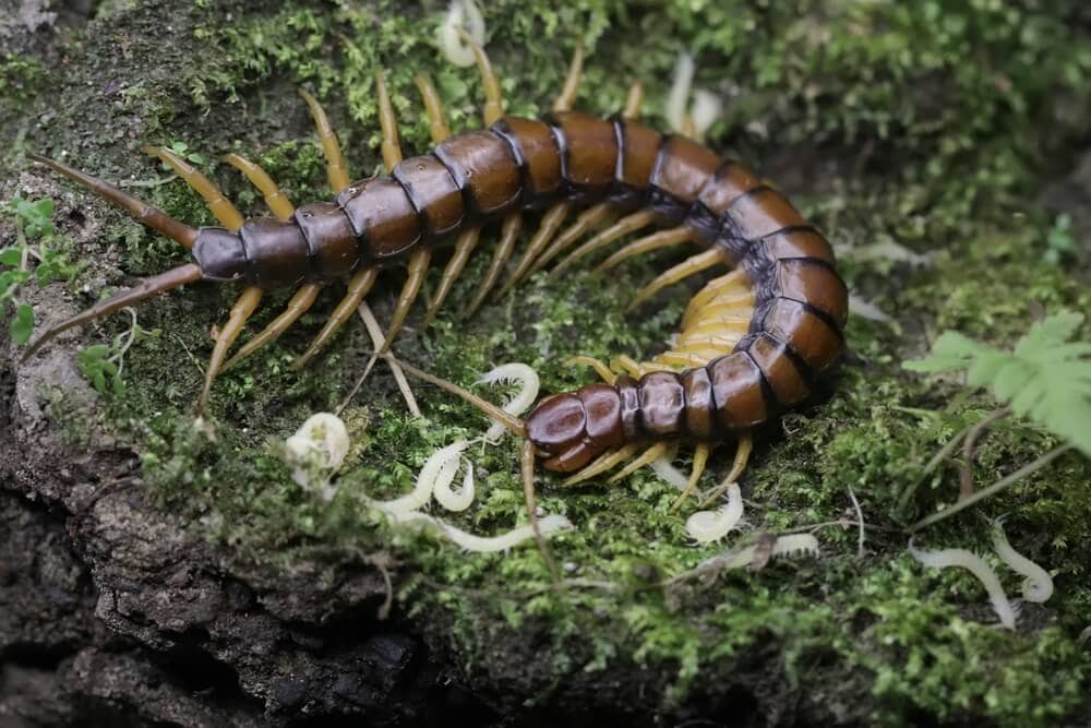 Amazing Creatures Found in the World’s Largest Rainforest