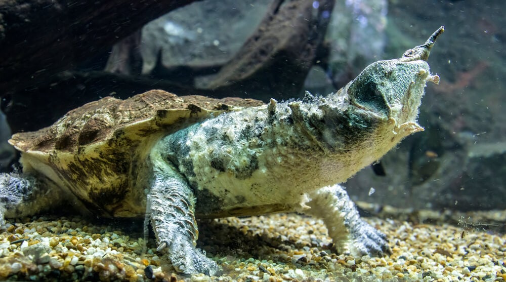 Amazing Creatures Found in the World’s Largest Rainforest