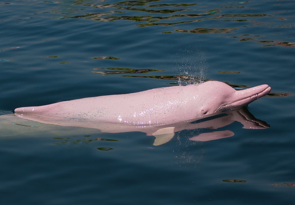 Amazing Creatures Found in the World’s Largest Rainforest