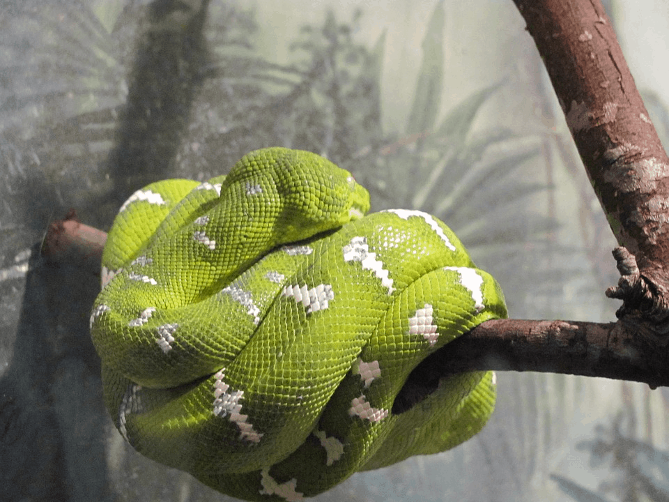 Amazing Creatures Found in the World’s Largest Rainforest