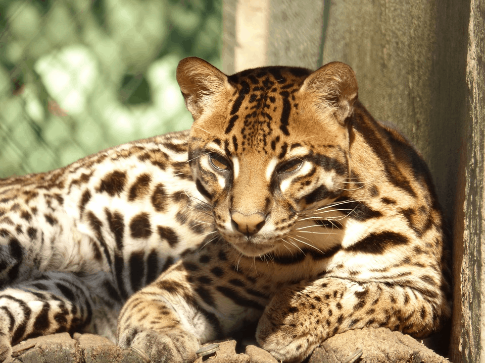 Amazing Creatures Found in the World’s Largest Rainforest