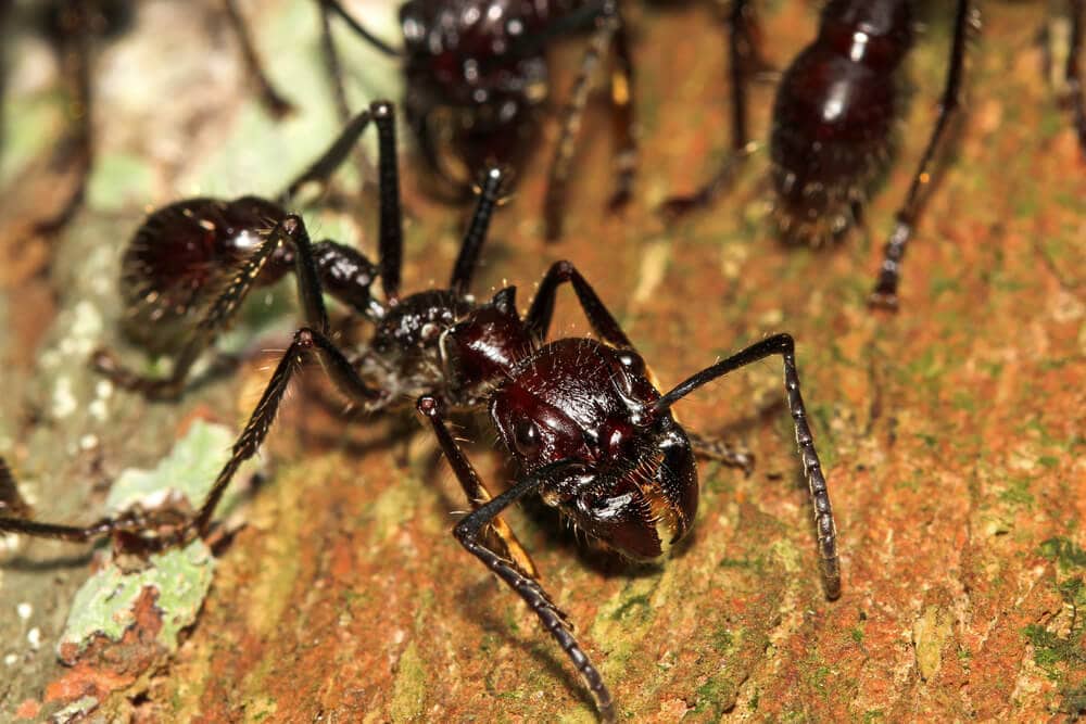 Amazing Creatures Found in the World’s Largest Rainforest