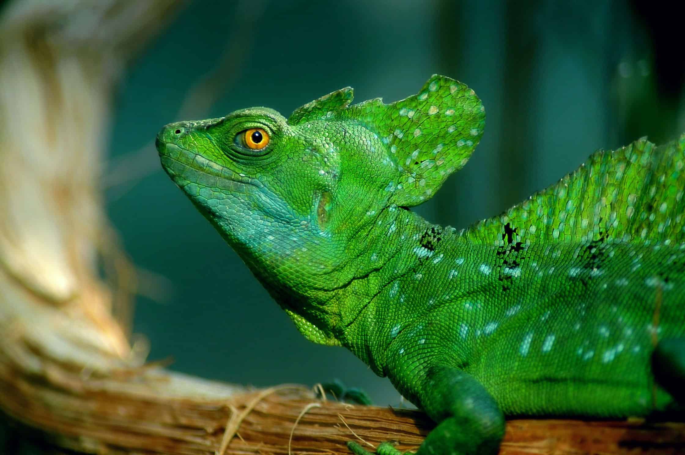 Amazing Creatures Found in the World’s Largest Rainforest