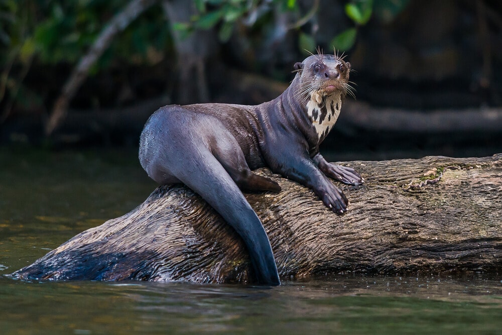 Amazing Creatures Found in the World’s Largest Rainforest