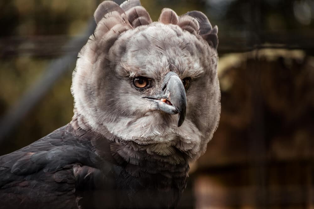 Amazing Creatures Found in the World’s Largest Rainforest