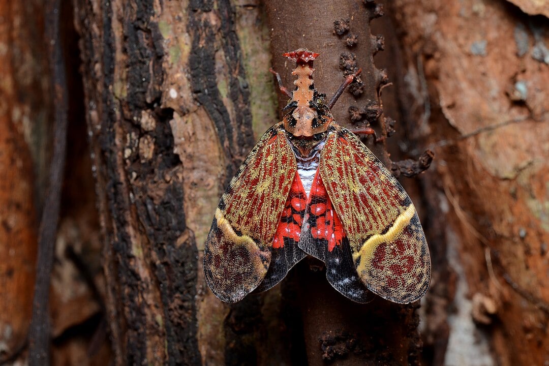 Amazing Creatures Found in the World’s Largest Rainforest