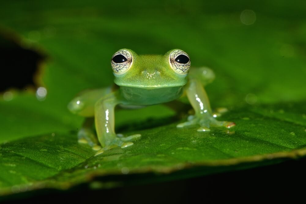 Amazing Creatures Found in the World’s Largest Rainforest