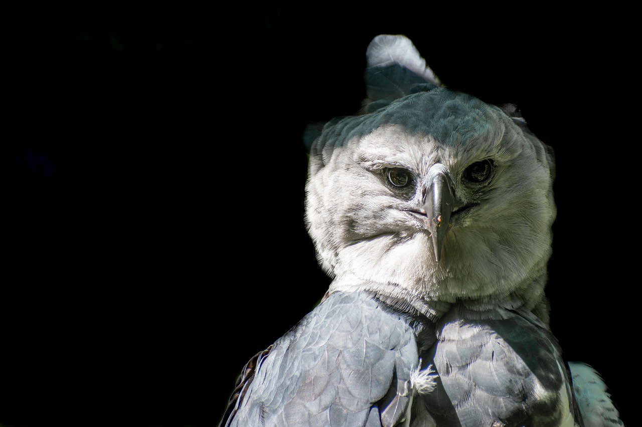 Amazing Creatures Found in the World’s Largest Rainforest