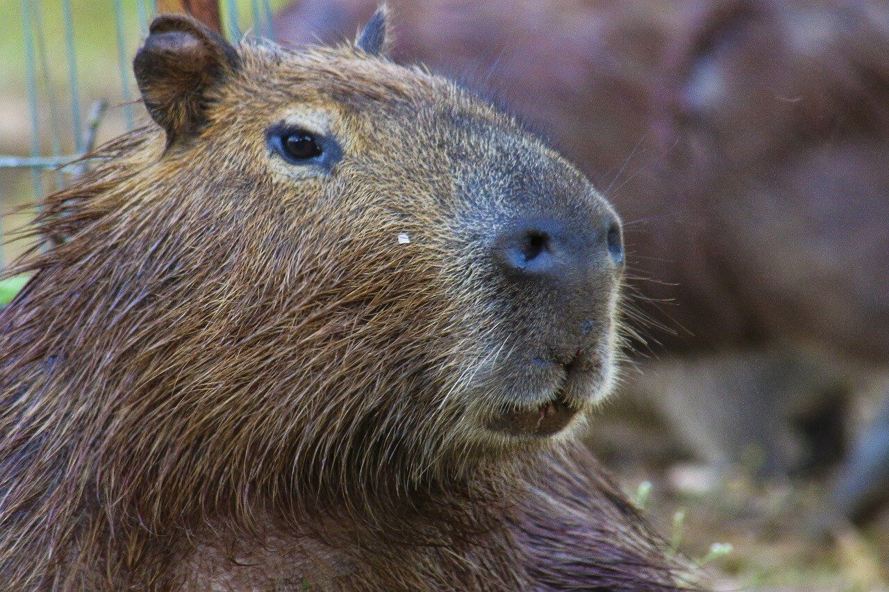 Amazing Creatures Found in the World’s Largest Rainforest