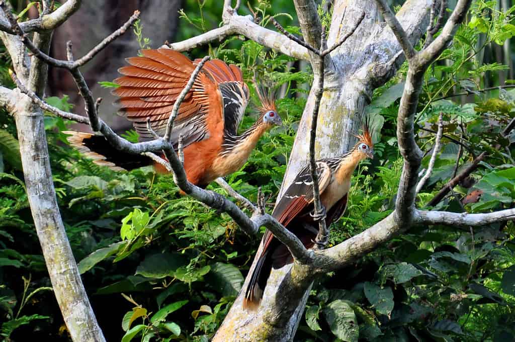 Amazing Creatures Found in the World’s Largest Rainforest