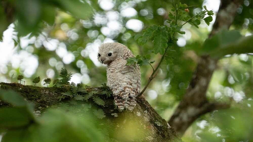 Amazing Creatures Found in the World’s Largest Rainforest