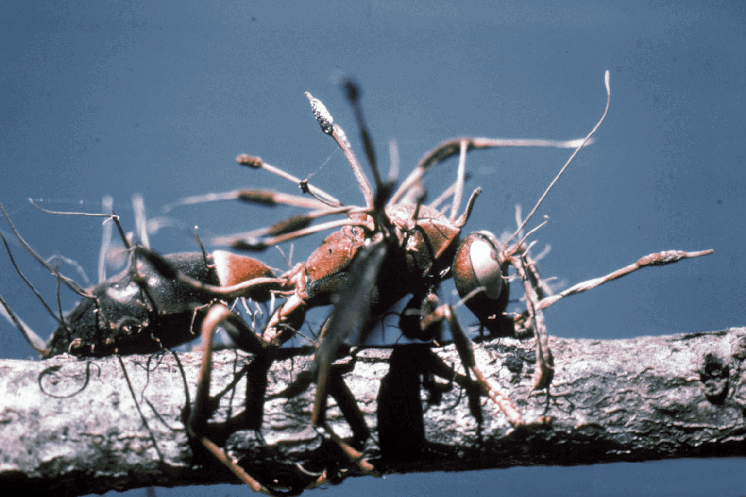 Amazing Creatures Found in the World’s Largest Rainforest