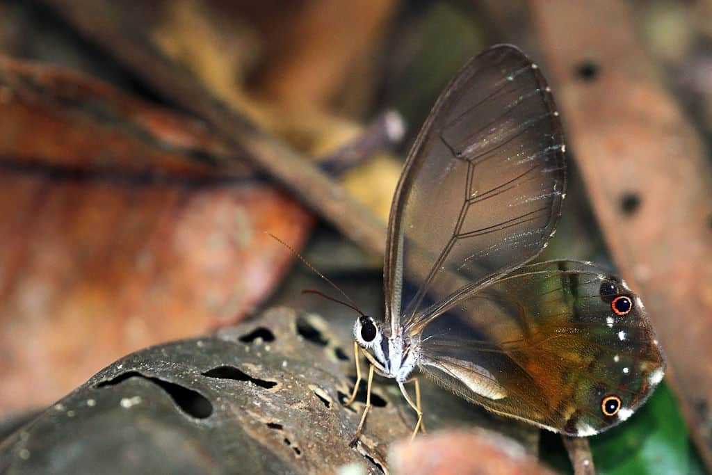 Amazing Creatures Found in the World’s Largest Rainforest