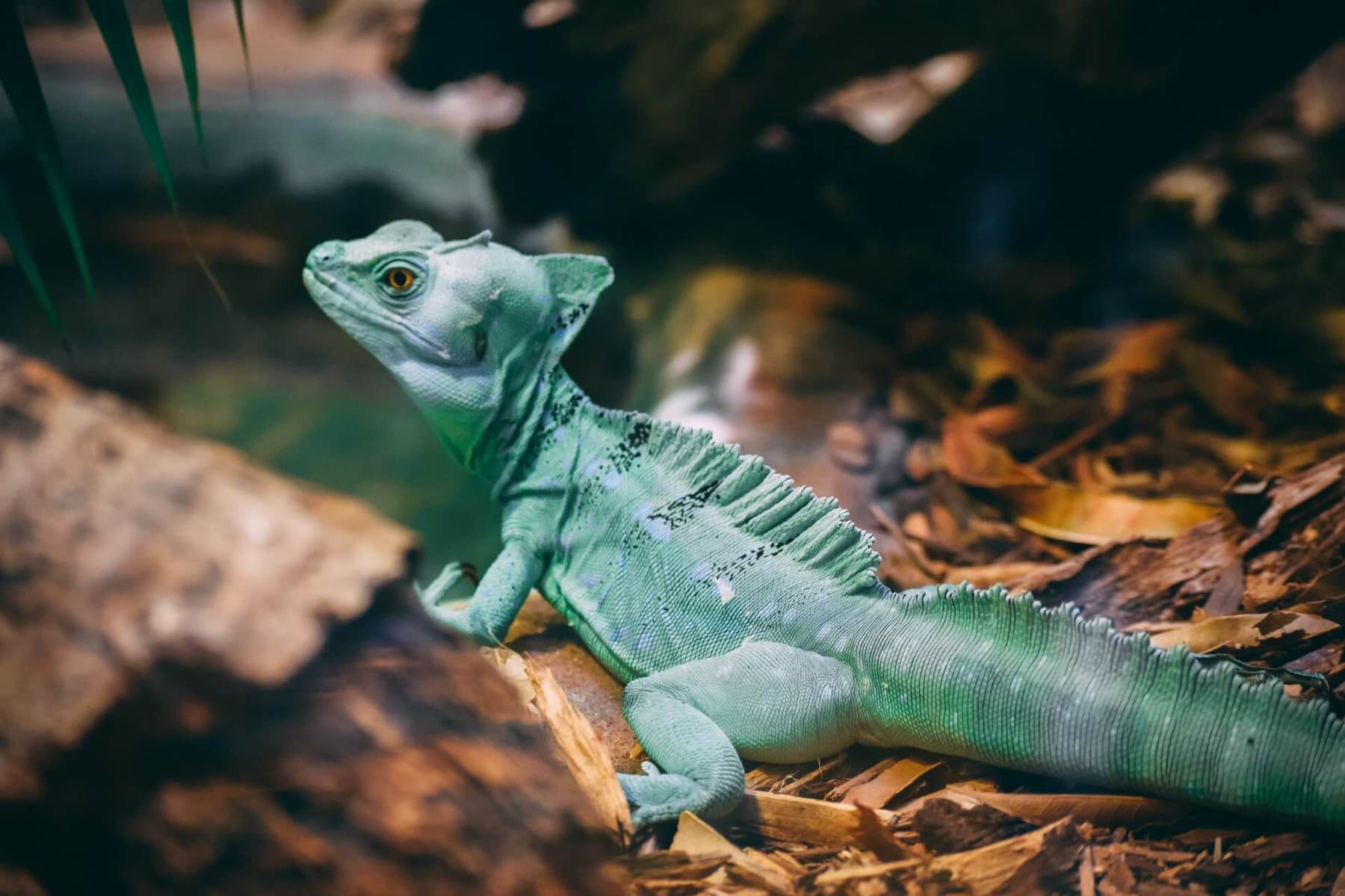 Amazing Creatures Found in the World’s Largest Rainforest