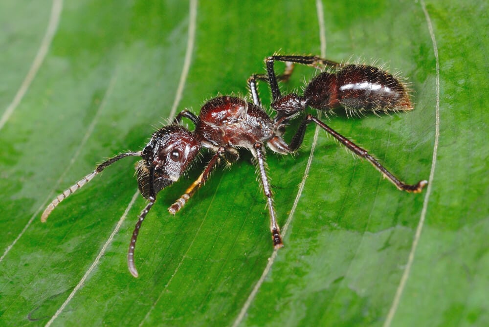 Amazing Creatures Found in the World’s Largest Rainforest