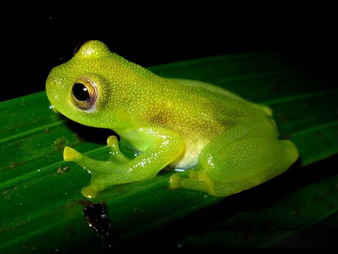 Amazing Creatures Found in the World’s Largest Rainforest