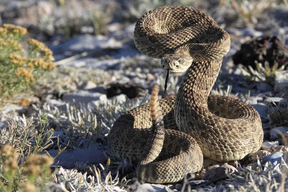 Amazing Creatures Found in the World’s Largest Rainforest