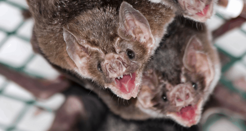 Amazing Creatures Found in the World’s Largest Rainforest