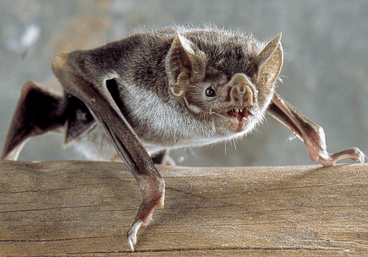 Amazing Creatures Found in the World’s Largest Rainforest