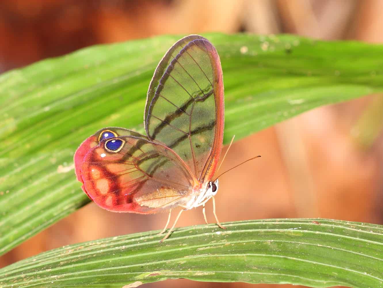 Amazing Creatures Found in the World’s Largest Rainforest