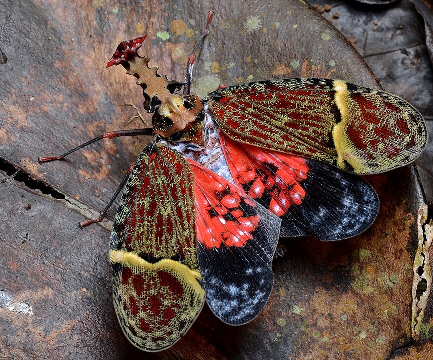 Amazing Creatures Found in the World’s Largest Rainforest