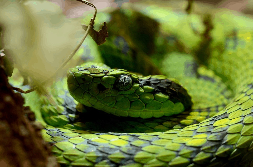 Amazing Creatures Found in the World’s Largest Rainforest