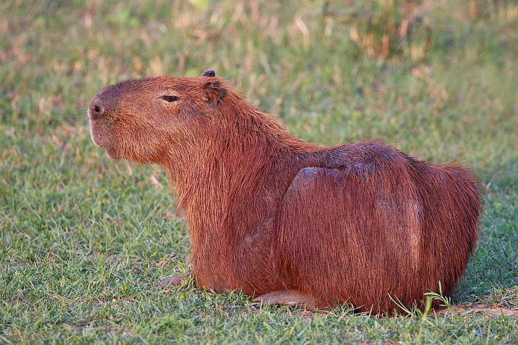 Amazing Creatures Found in the World’s Largest Rainforest