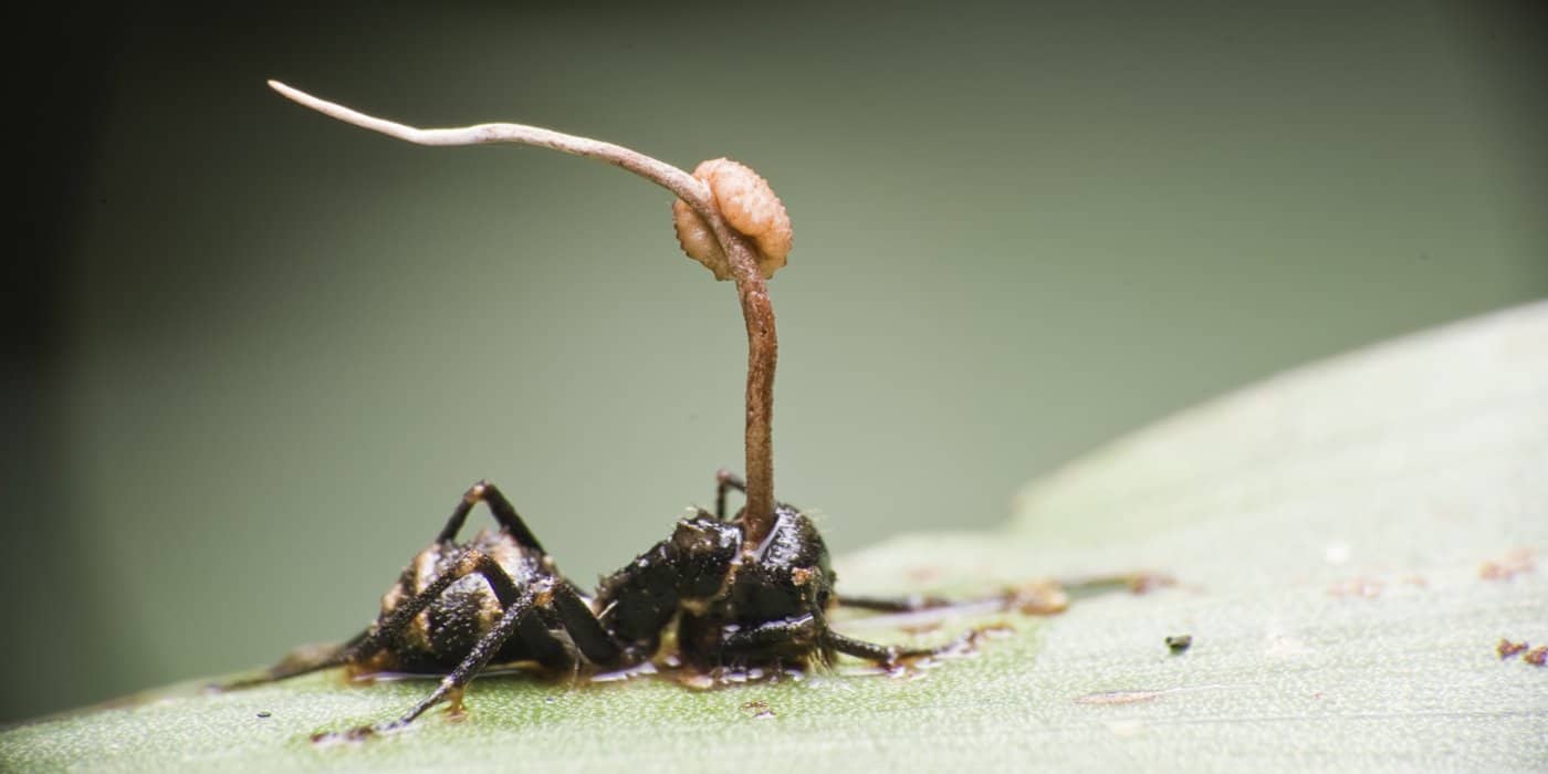 Amazing Creatures Found in the World’s Largest Rainforest