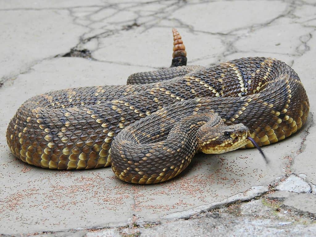 Amazing Creatures Found in the World’s Largest Rainforest