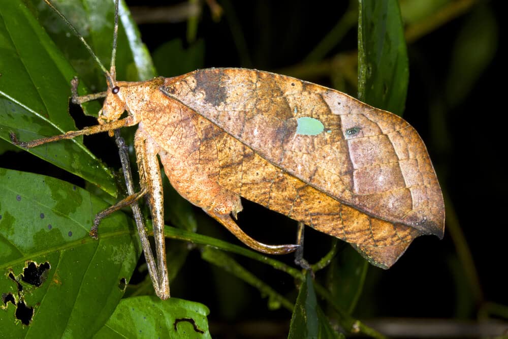 Hidden Secrets Of The Amazon Rainforest