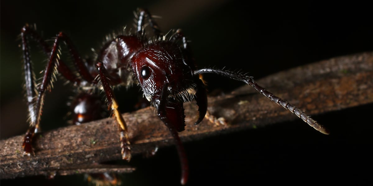 Hidden Secrets Of The Amazon Rainforest