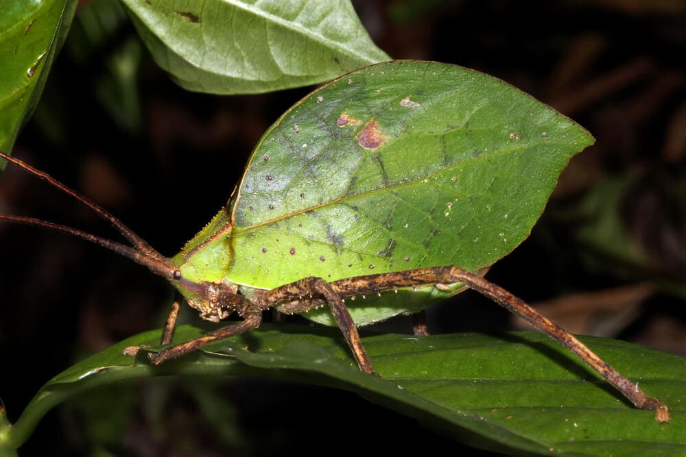 Hidden Secrets Of The Amazon Rainforest