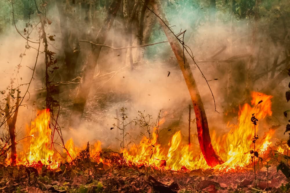 Hidden Secrets Of The Amazon Rainforest