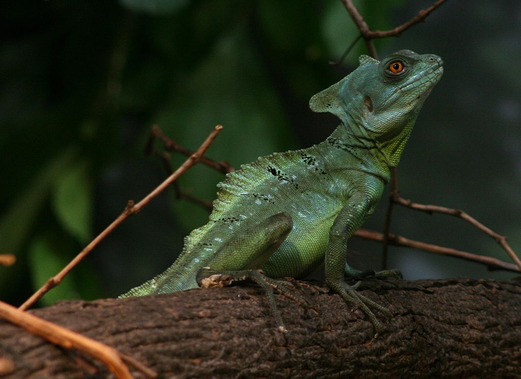 Hidden Secrets Of The Amazon Rainforest