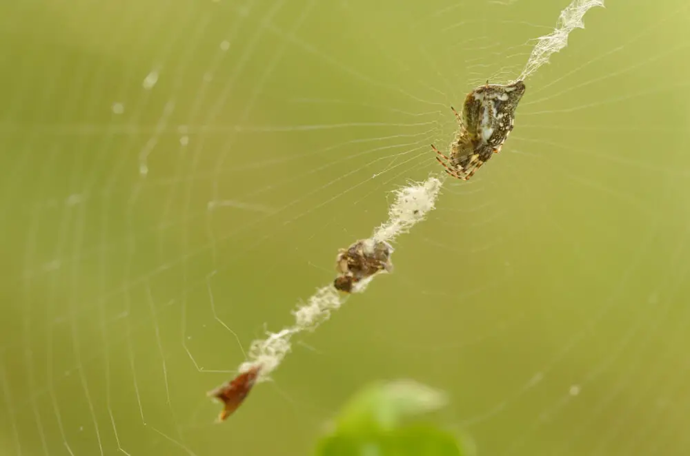 Hidden Secrets Of The Amazon Rainforest