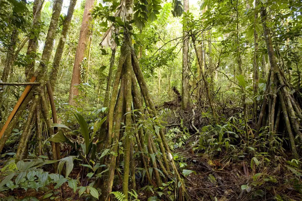 Hidden Secrets Of The Amazon Rainforest