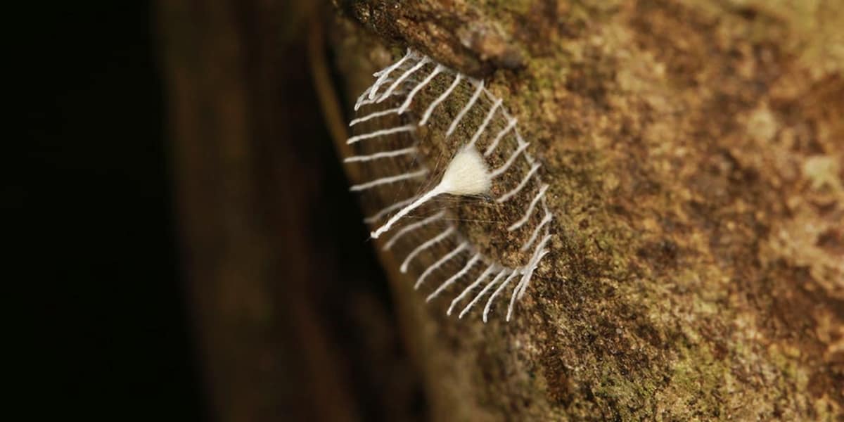 Hidden Secrets Of The Amazon Rainforest