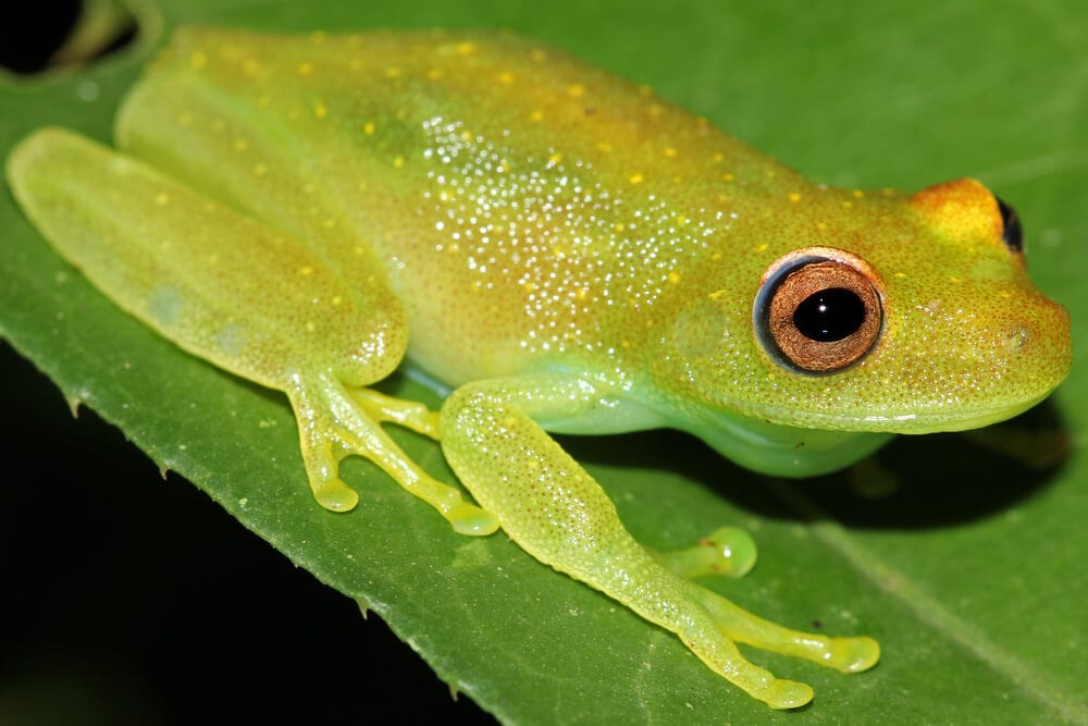 Hidden Secrets Of The Amazon Rainforest