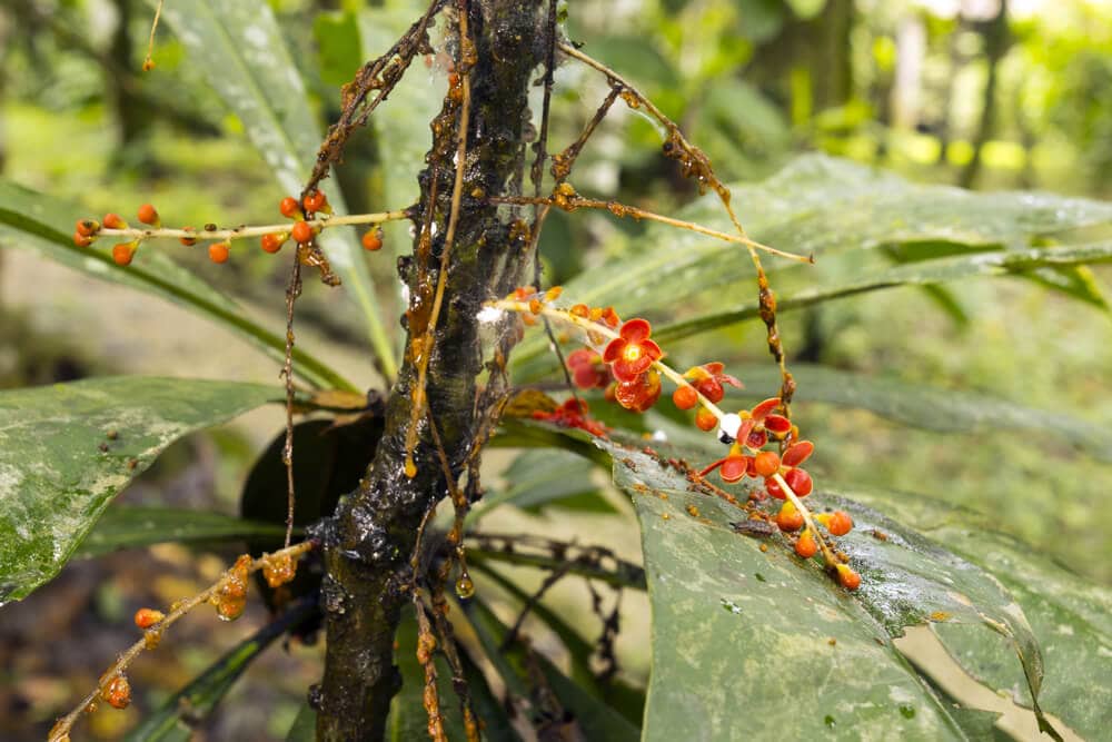 Hidden Secrets Of The Amazon Rainforest