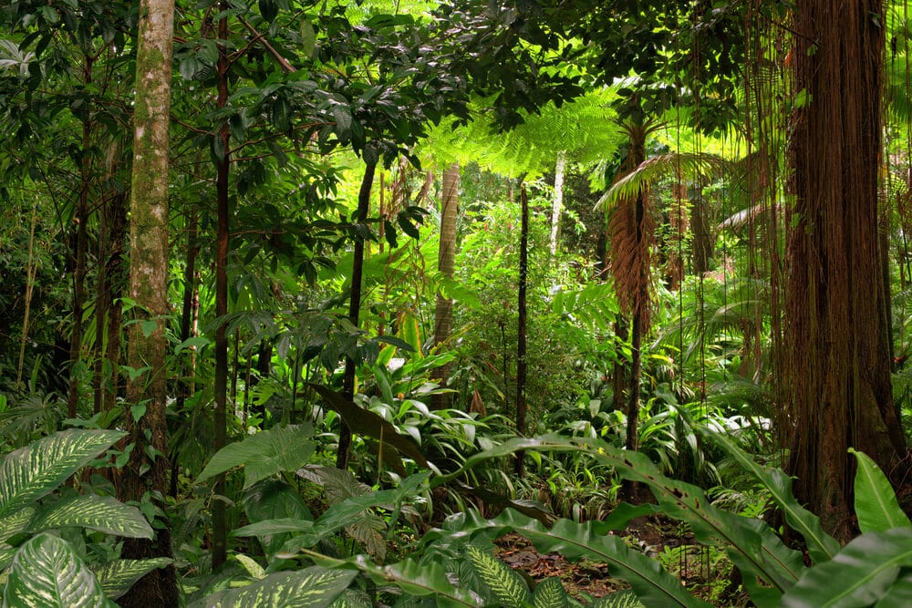 Hidden Secrets Of The Amazon Rainforest