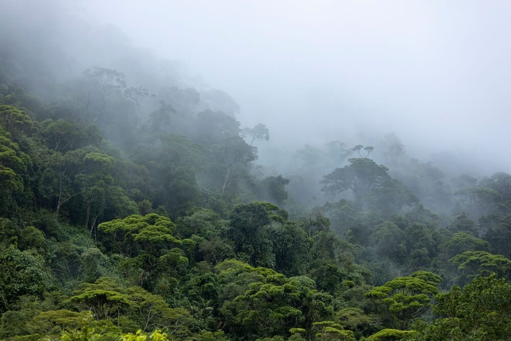 Hidden Secrets Of The Amazon Rainforest