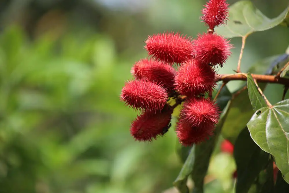 Hidden Secrets Of The Amazon Rainforest