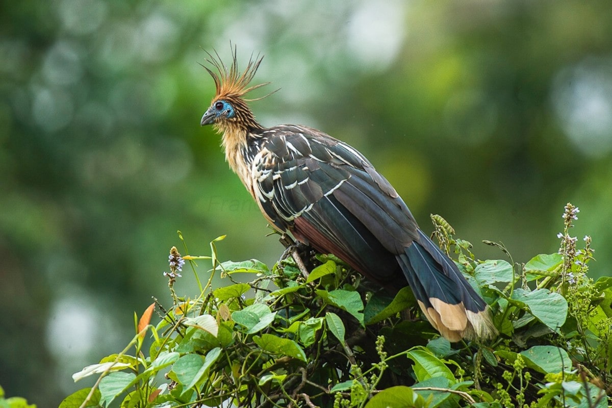 The Most Extreme Birds On The Planet