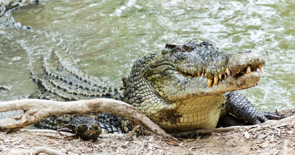 Why Saltwater Crocodiles Are The Scariest Reptile Alive