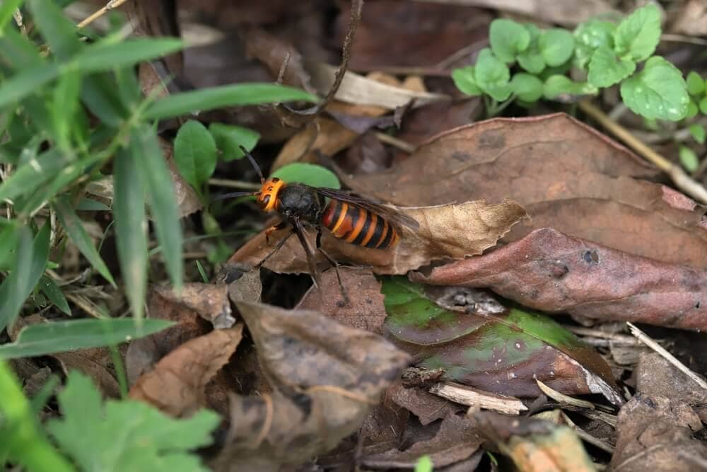 The World’s Creepiest Insects That Will Make Anybody’s Skin Crawl