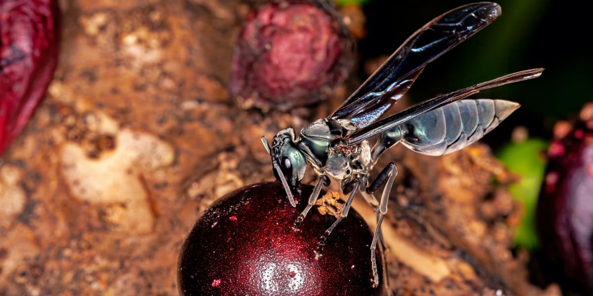 The World’s Creepiest Insects That Will Make Anybody’s Skin Crawl