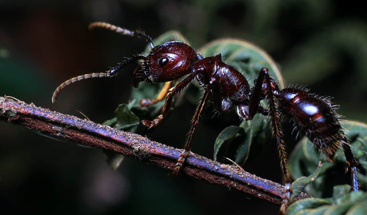 The World’s Creepiest Insects That Will Make Anybody’s Skin Crawl