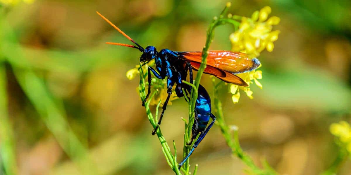 The World’s Creepiest Insects That Will Make Anybody’s Skin Crawl