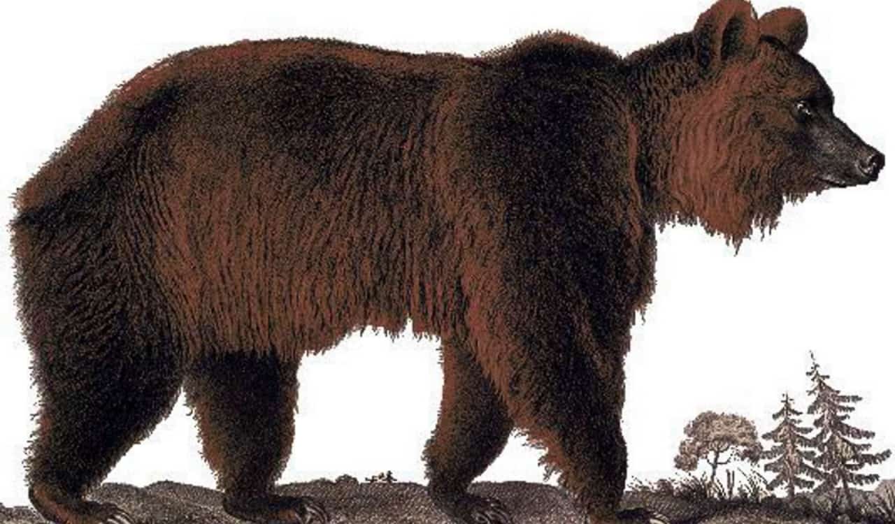 Extinct Animals Science Could Bring Back